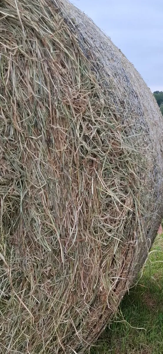 organic hay - Image 1