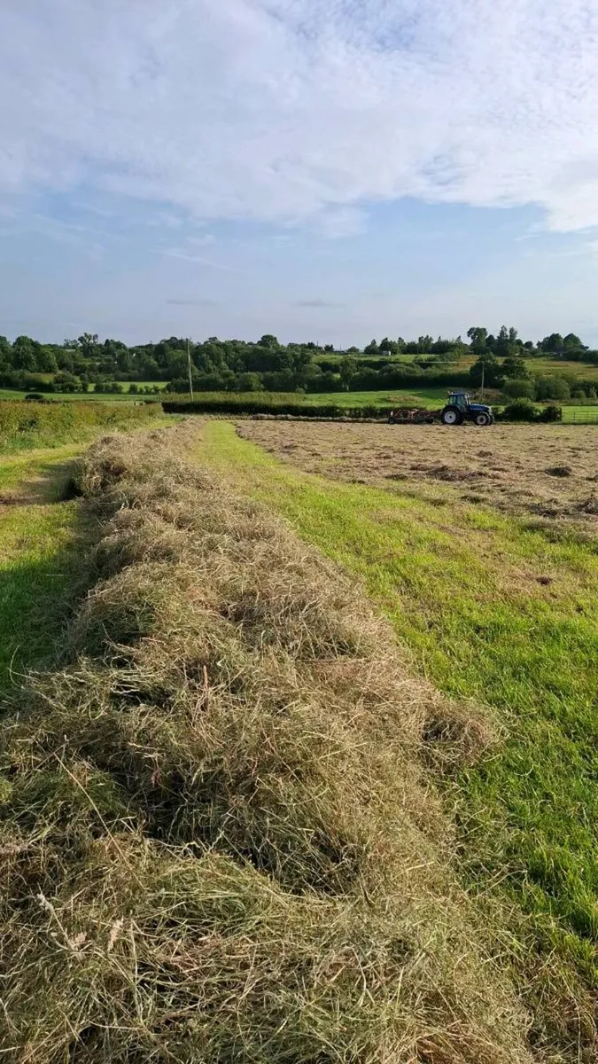 organic hay - Image 2