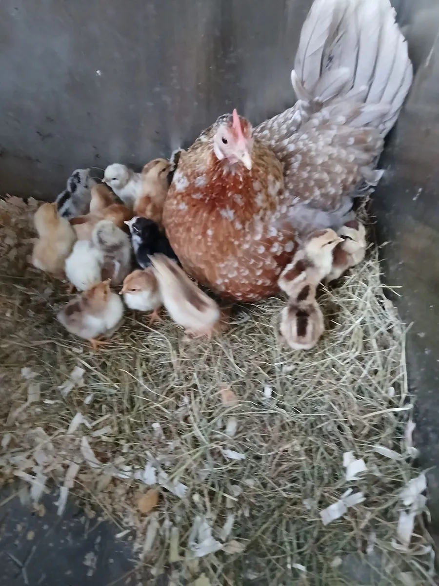 Bantam hen & chicks - Image 1