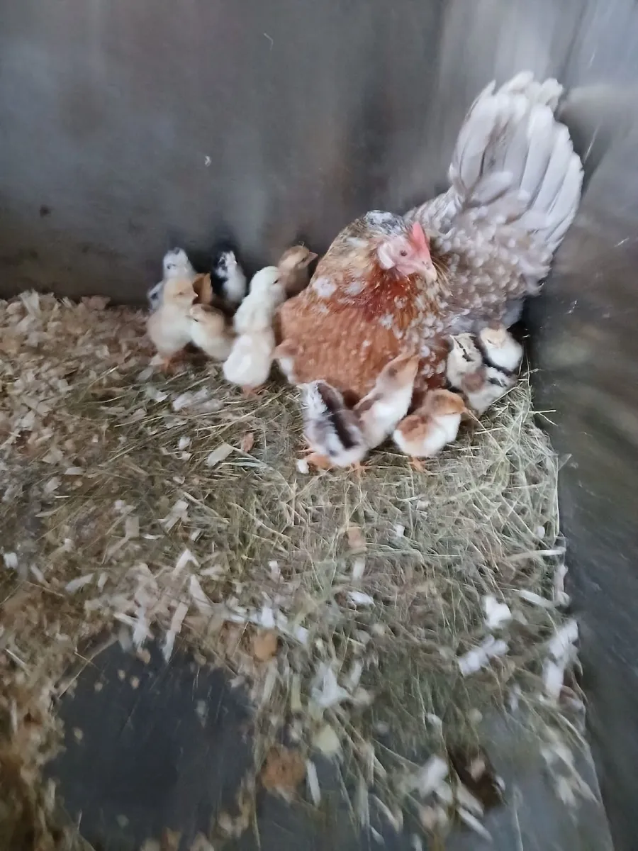 Bantam hen & chicks - Image 2
