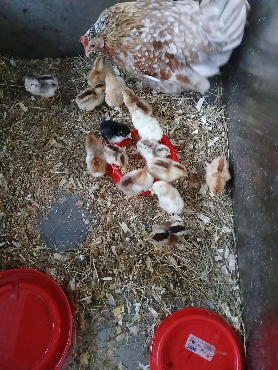 Bantam hen & chicks - Image 3
