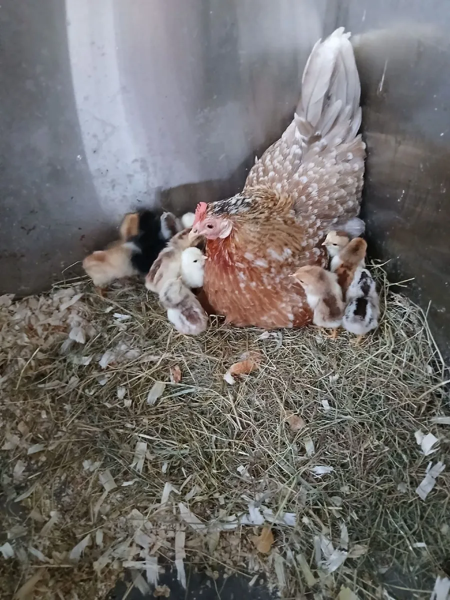 Bantam hen & chicks - Image 4