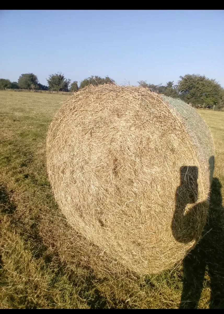 Hay - Image 1