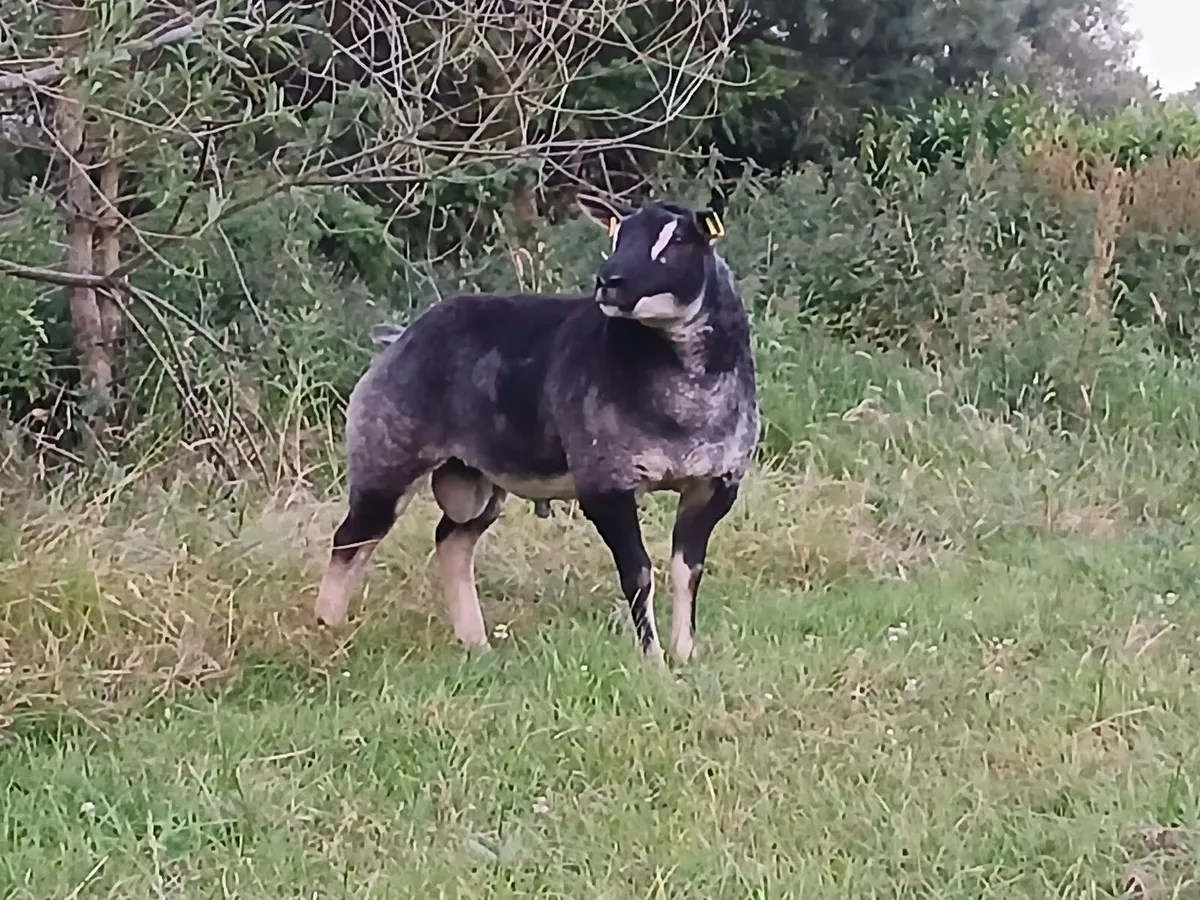 Badger face/Dassenkop ram lamb - Image 1