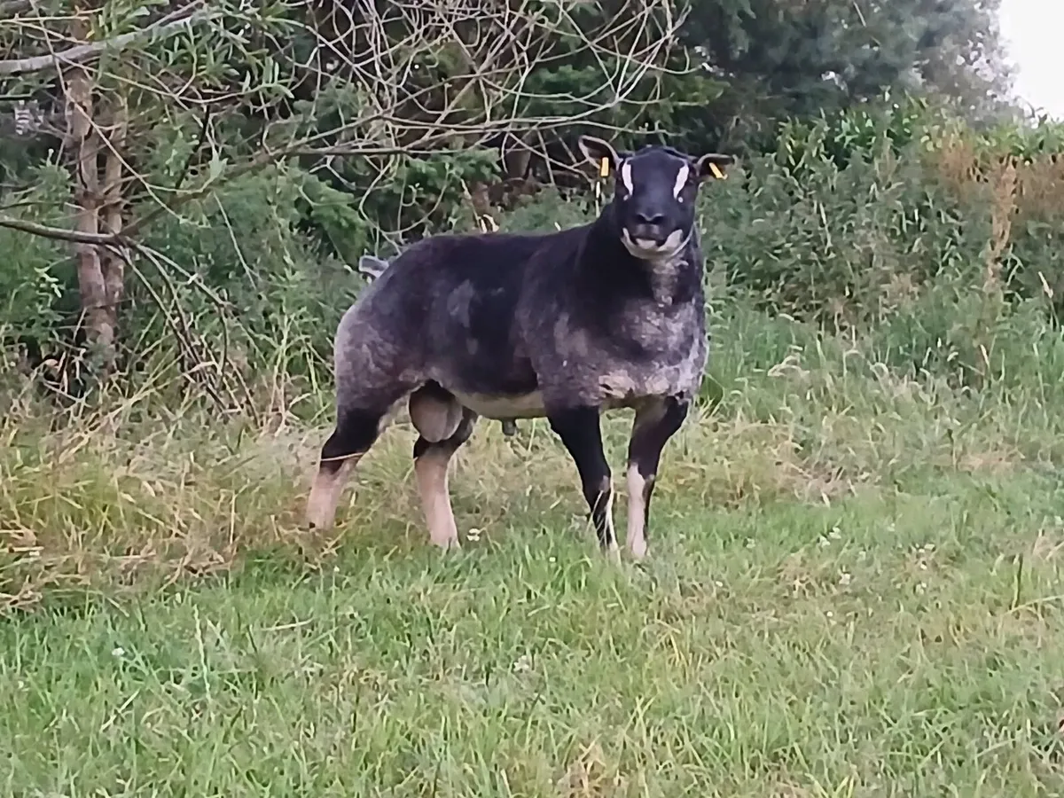 Badger face/Dassenkop ram lamb - Image 2