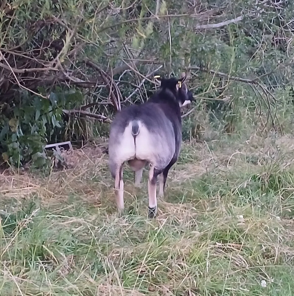 Badger face/Dassenkop ram lamb - Image 3