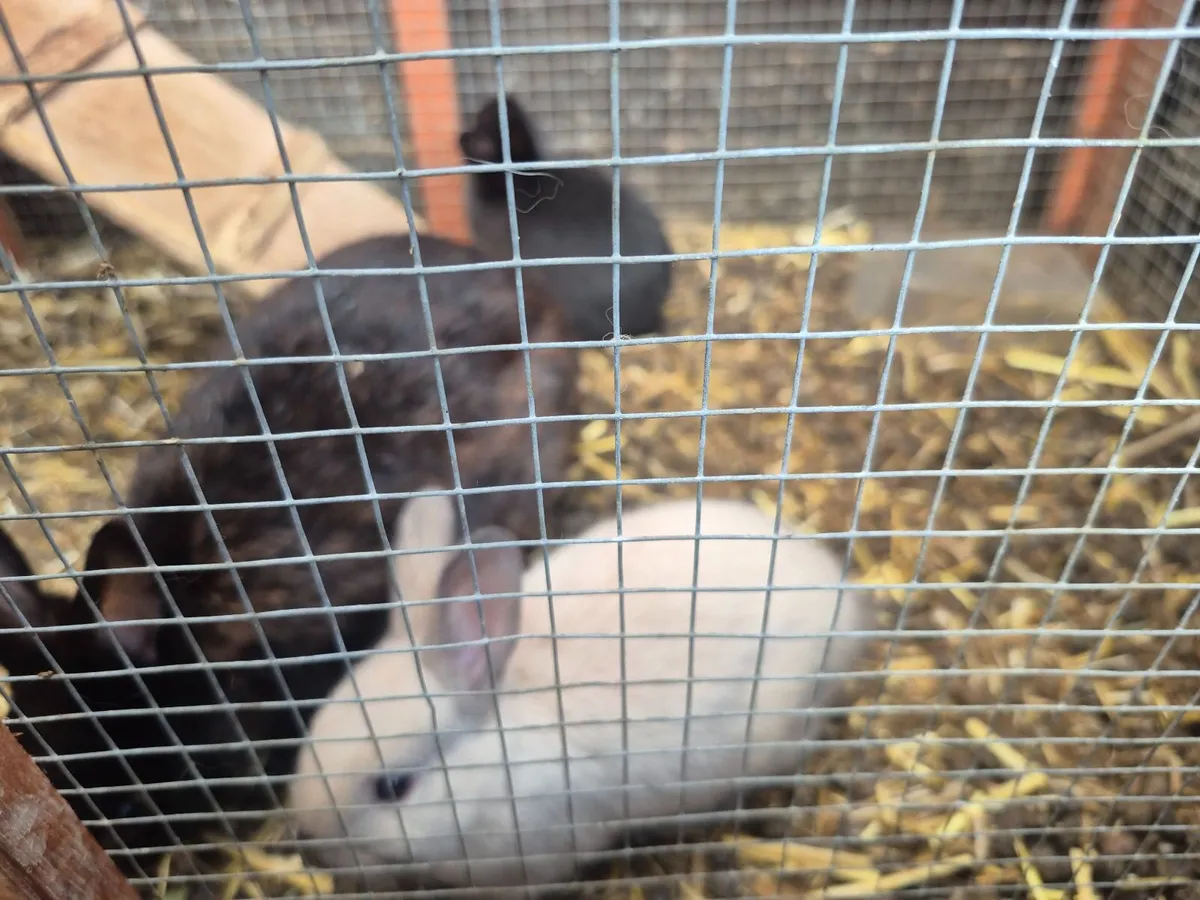 Rabbit (bunny) - Image 3