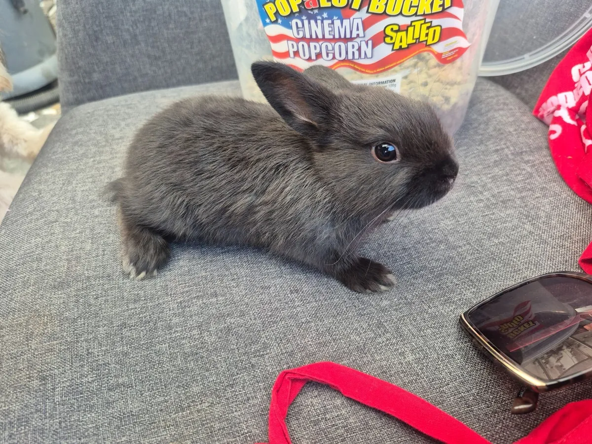 Rabbit (bunny) - Image 4