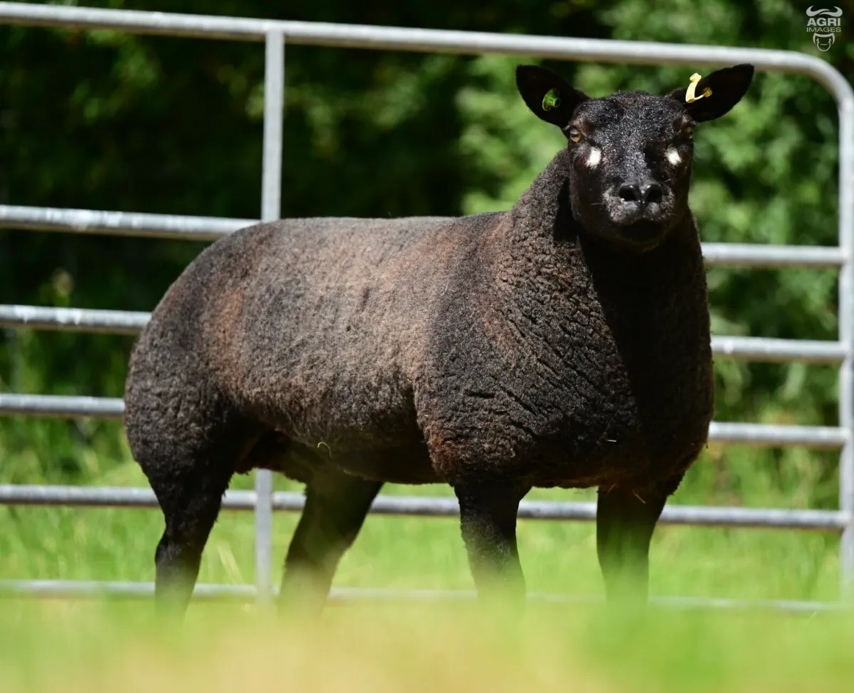 Blue texel ewe lambs - Image 1