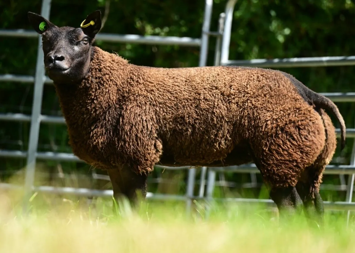 Blue texel ewe lambs - Image 2