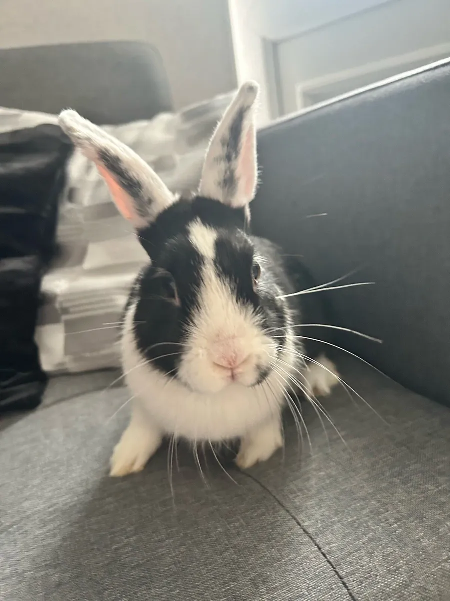 Rabbits - Image 3