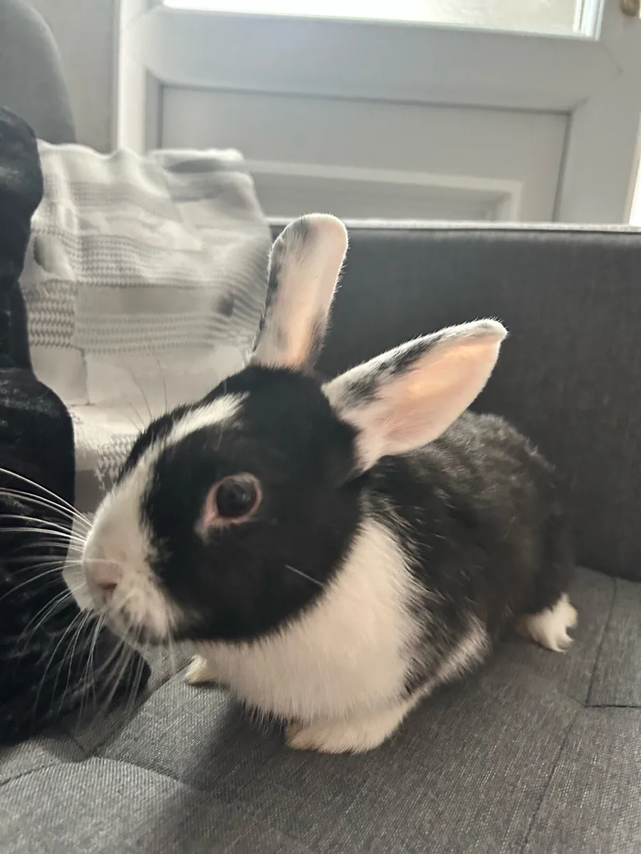 Rabbits - Image 4
