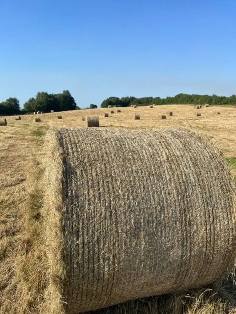 Round hay bales - Image 1