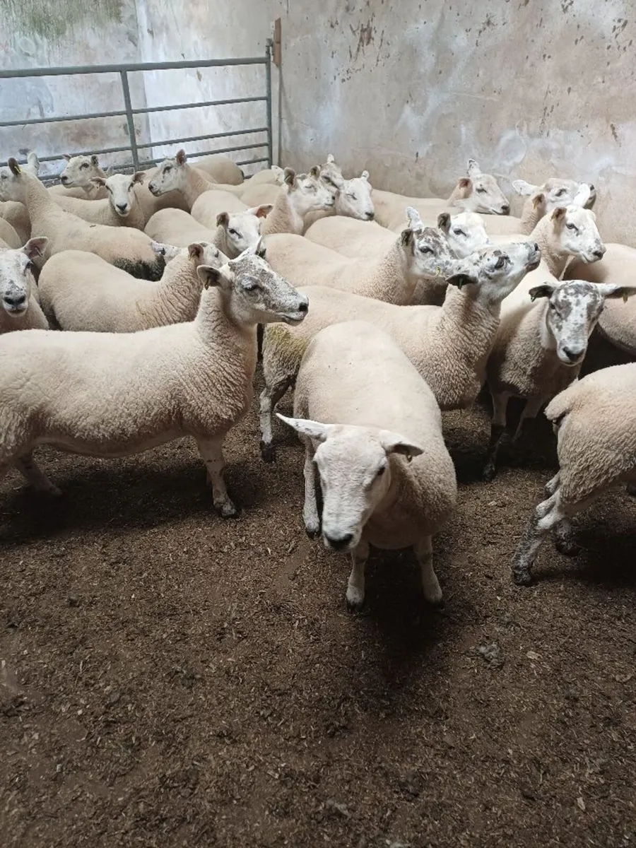 Texel Mule Cross Hoggets - Image 2