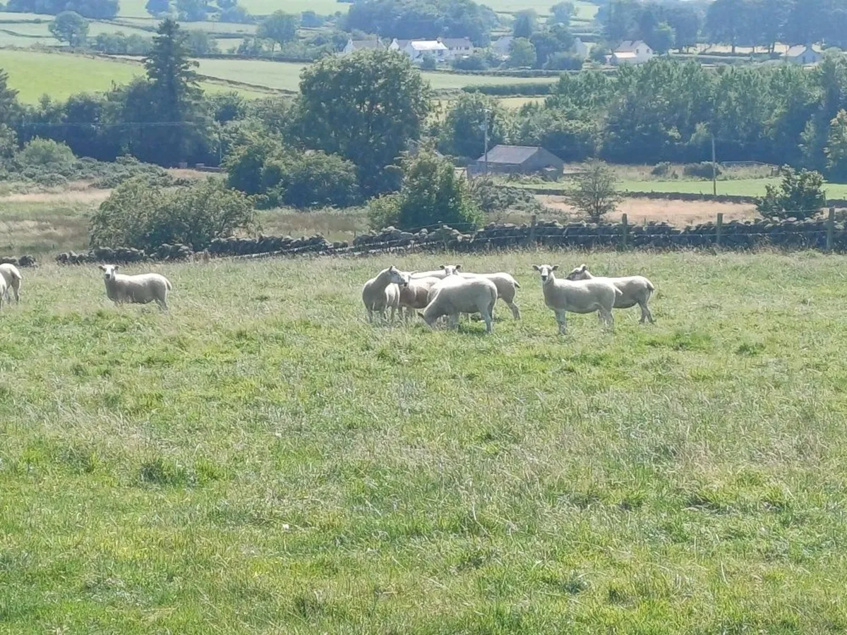 Texel Mule Cross Hoggets - Image 3