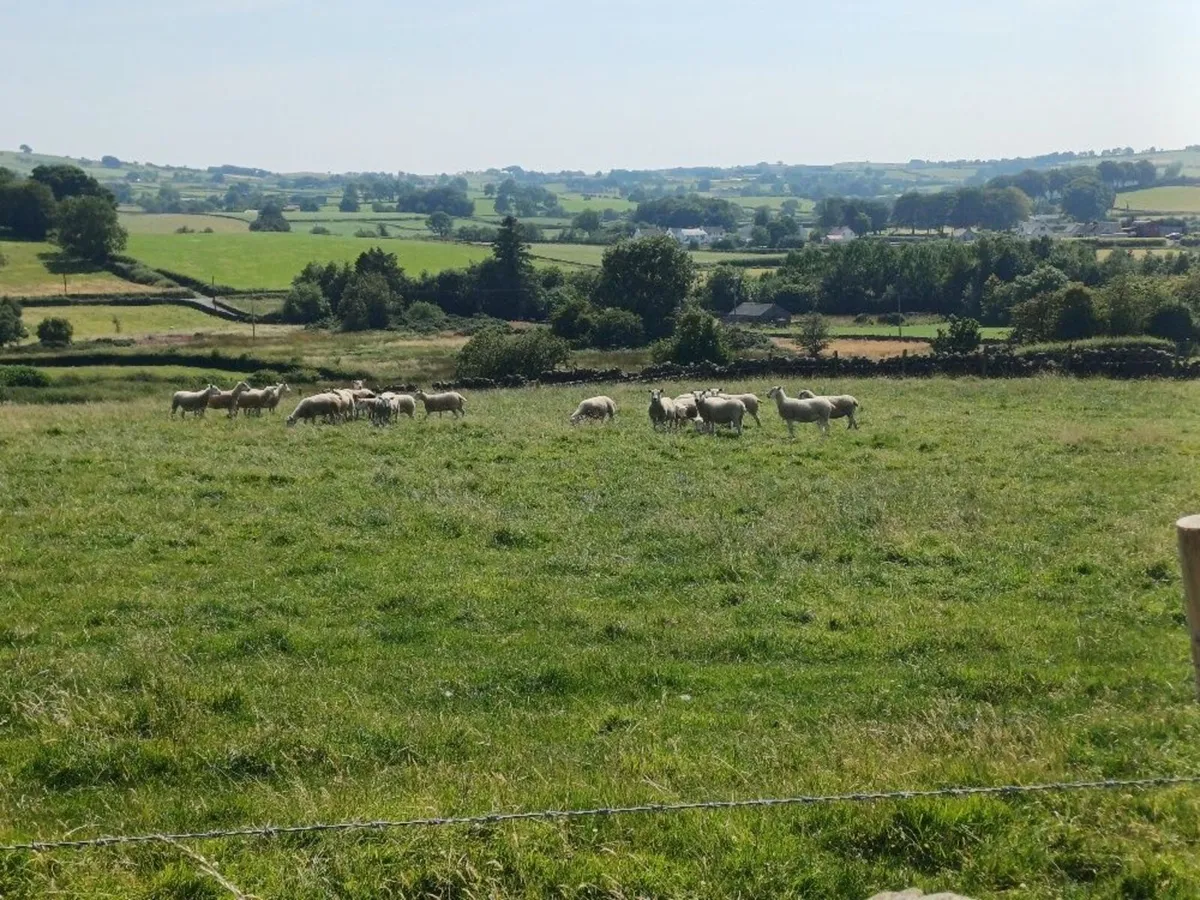 Texel Mule Cross Hoggets - Image 1