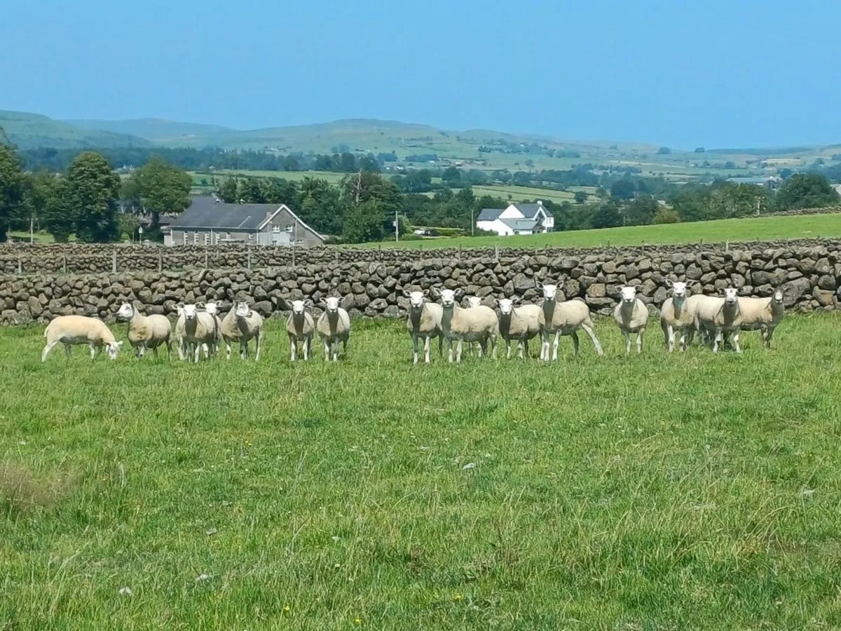 Texel Mule Cross Hoggets - Image 4