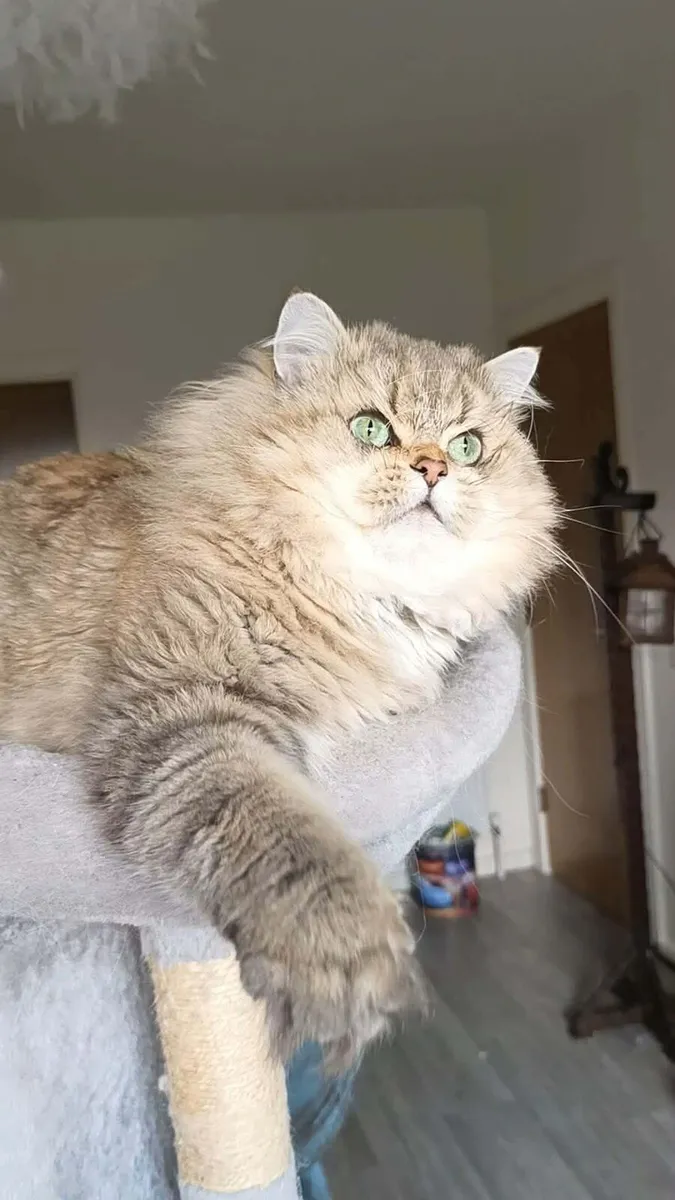 Cat - Image 2