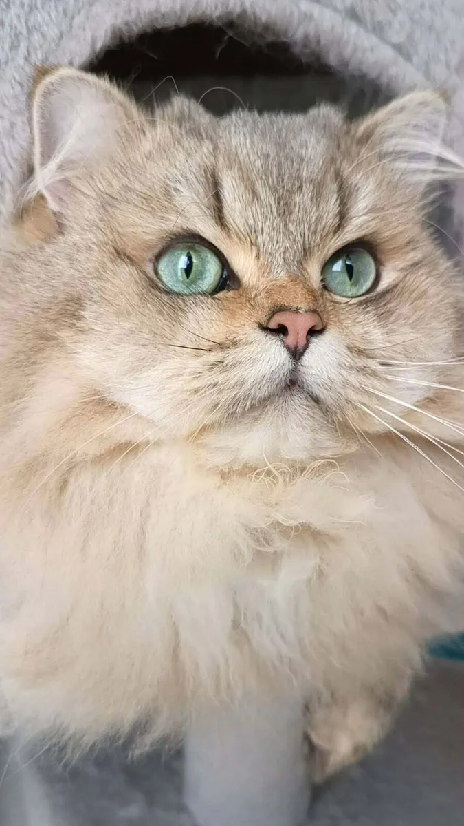 Cat - Image 1