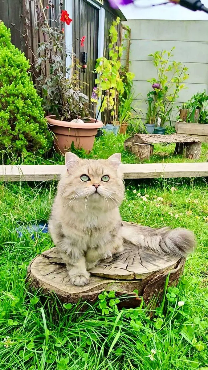 Cat - Image 3