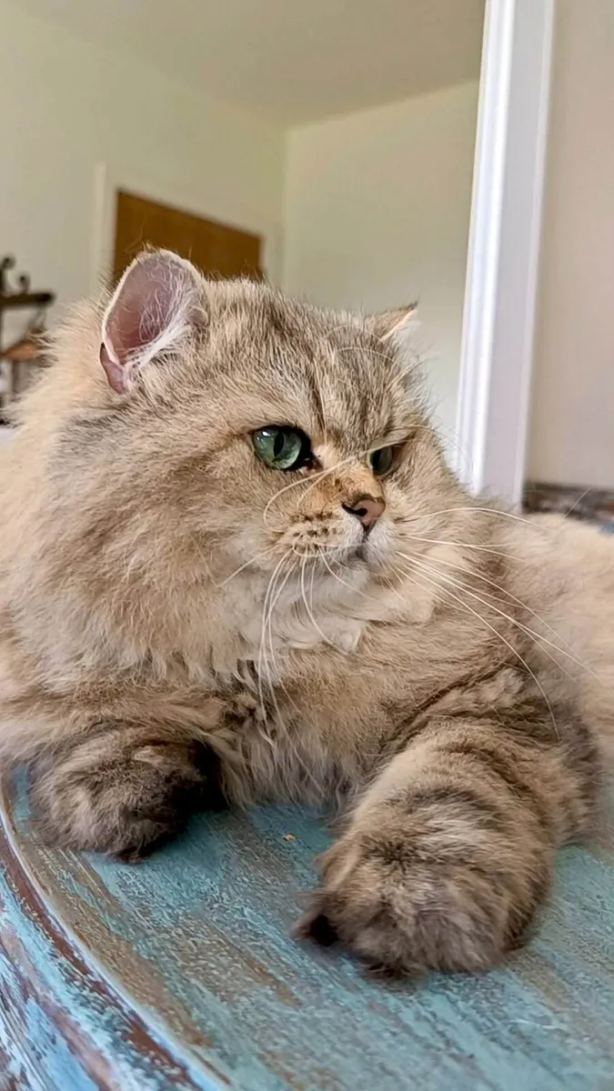 Cat - Image 4