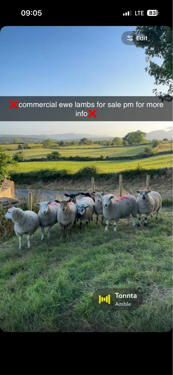 Commercial ewe lambs