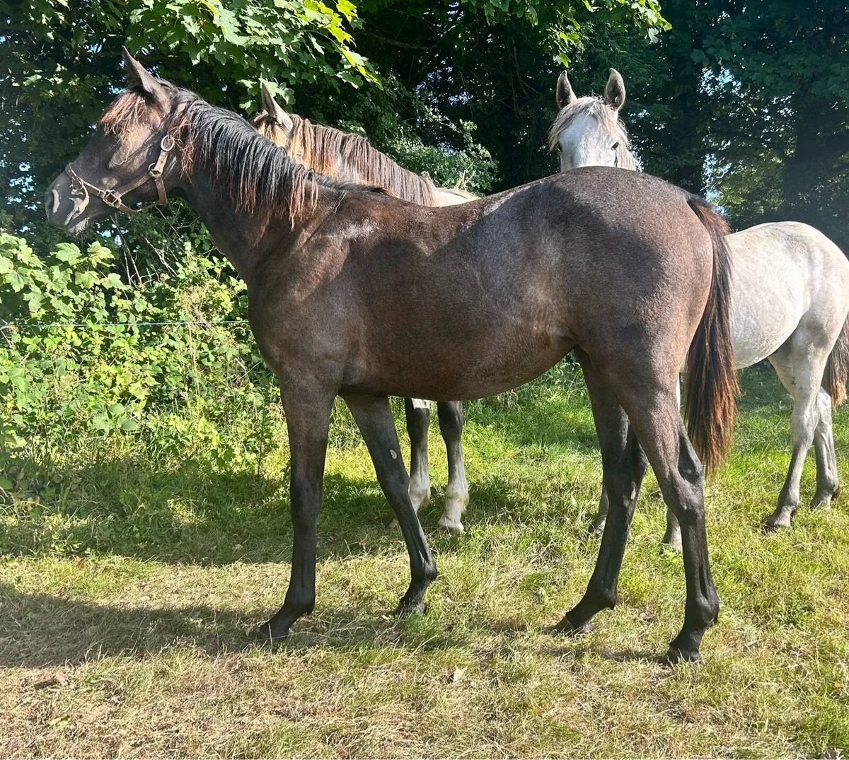 Lovely Connie cross yearling - Image 2
