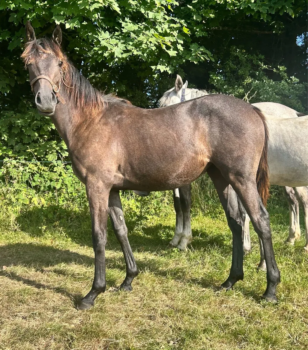 Lovely Connie cross yearling - Image 3