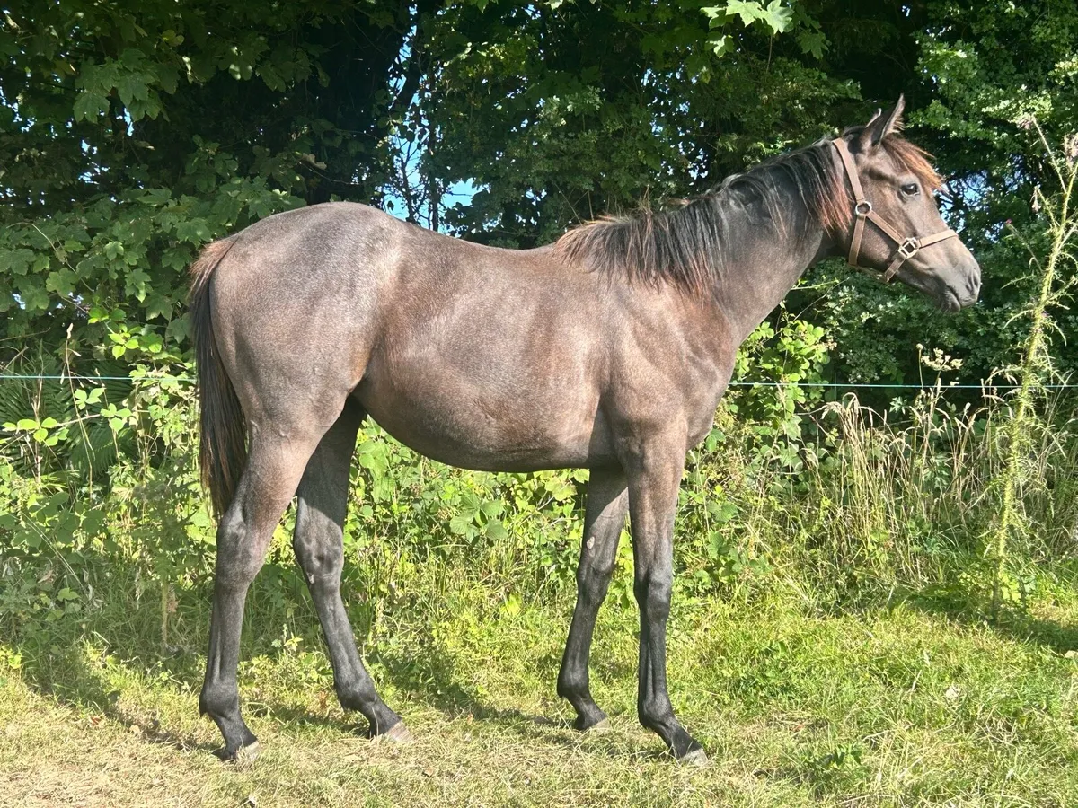 Lovely Connie cross yearling - Image 4