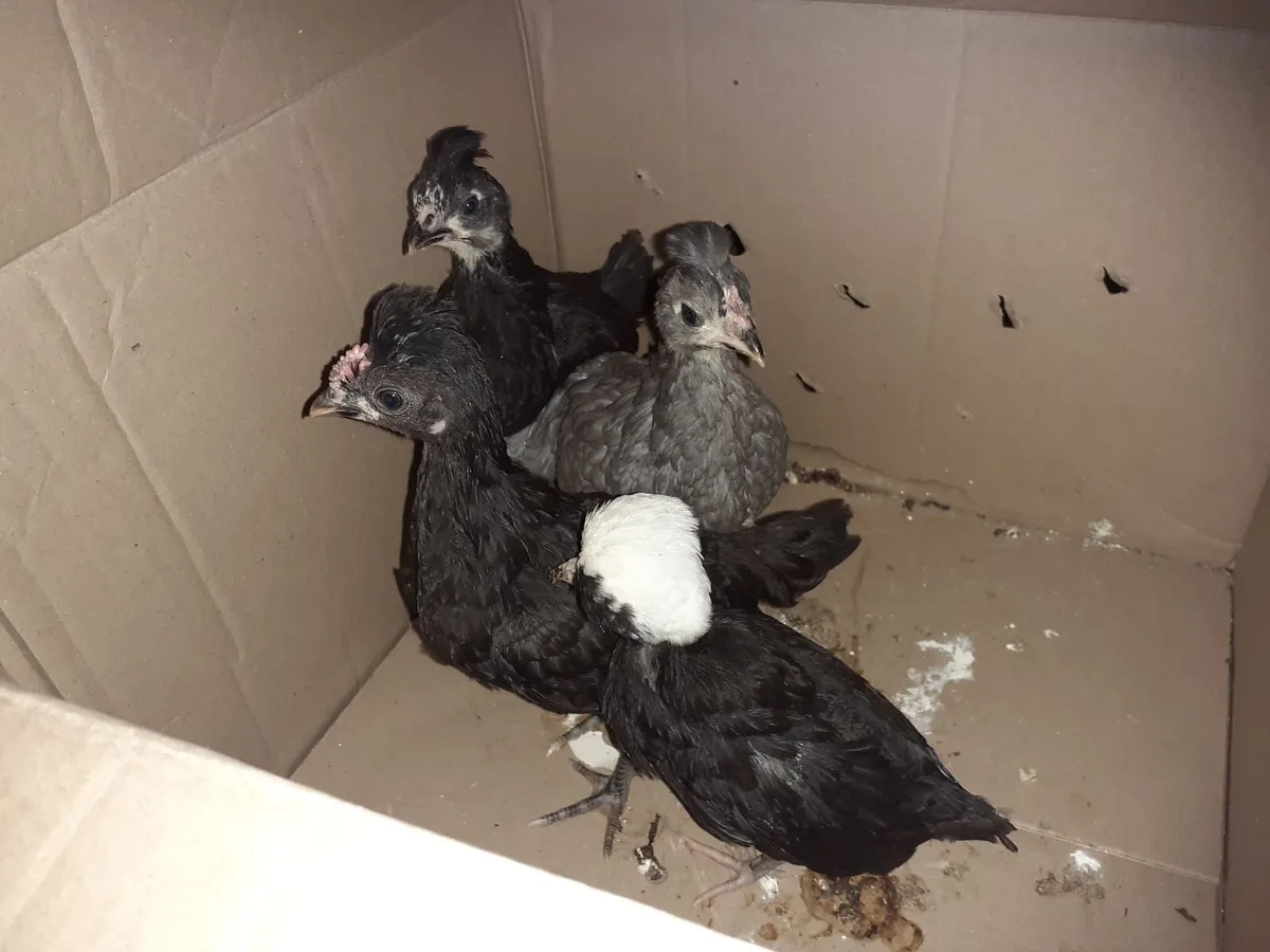 Chicks, ducks , indian runner& guinea eggs - Image 2
