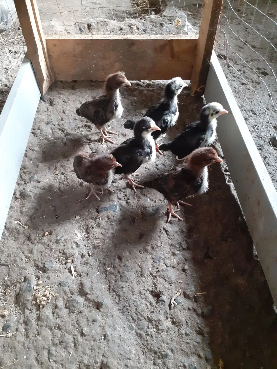 Chicks, ducks , indian runner& guinea eggs - Image 3