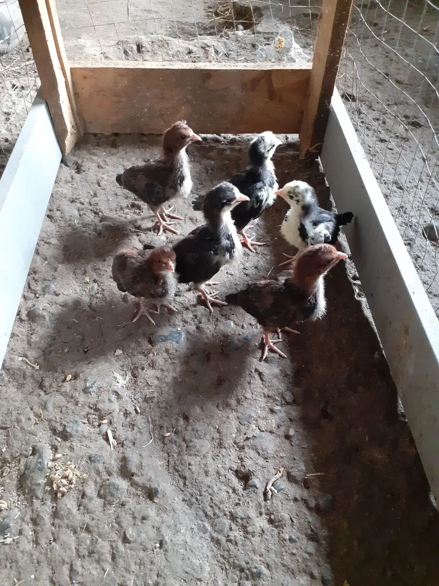 Chicks, ducks , indian runner& guinea eggs - Image 4