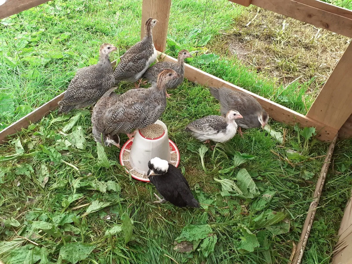 Guineas , chicks , polish , hens , indian runners - Image 2