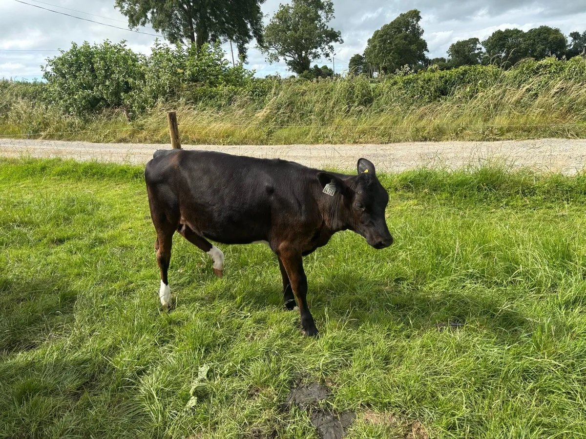 Dairy heifers - Image 4