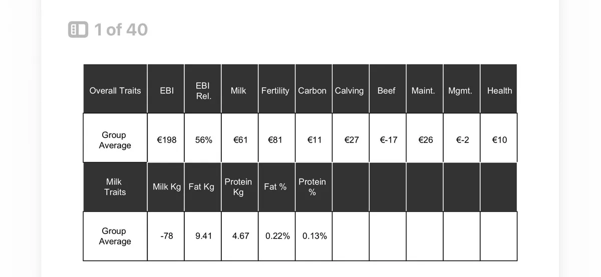 Dairy heifers - Image 2