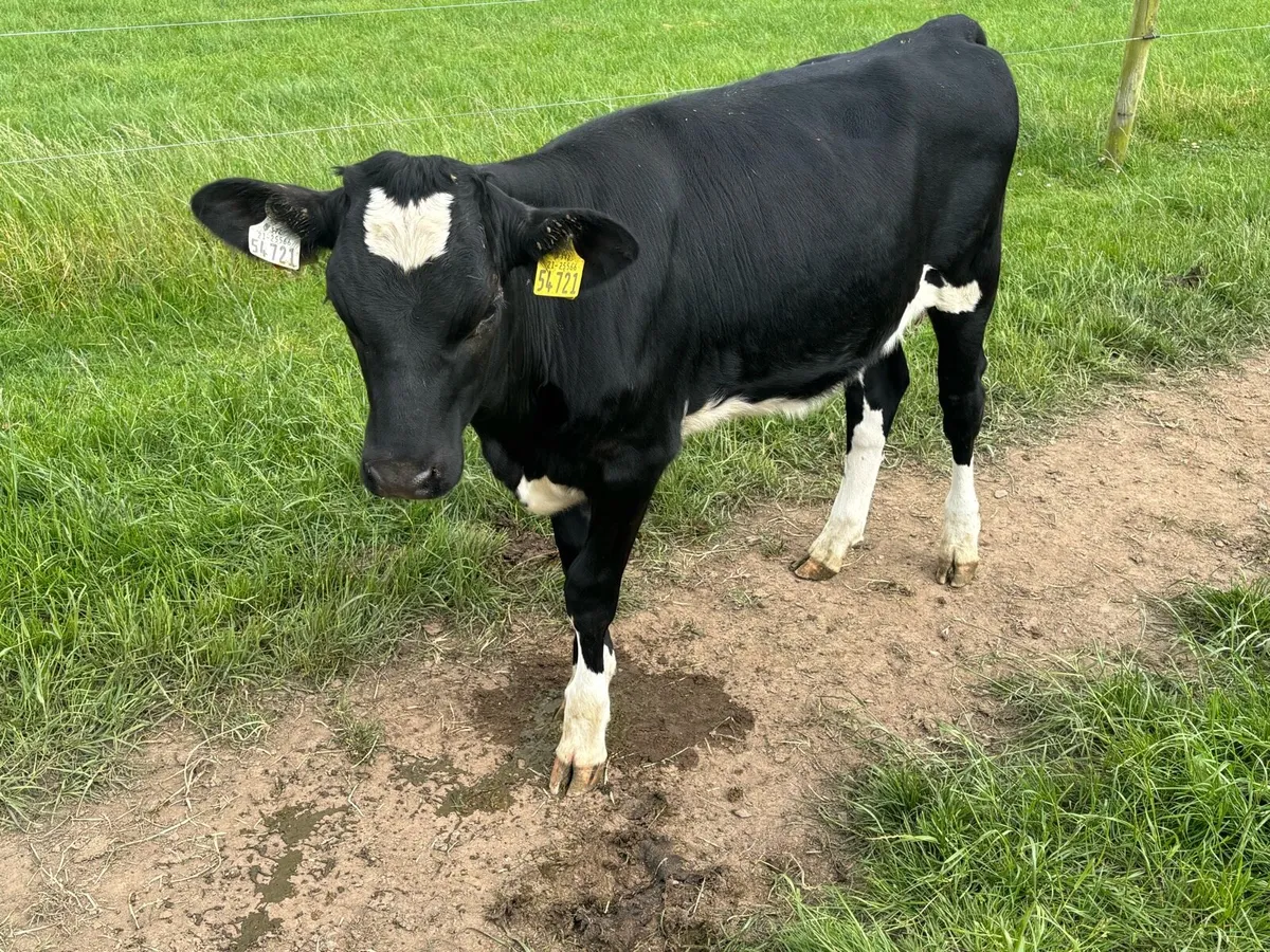 Dairy heifers - Image 1