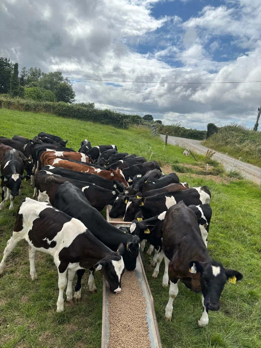 Dairy heifers - Image 3