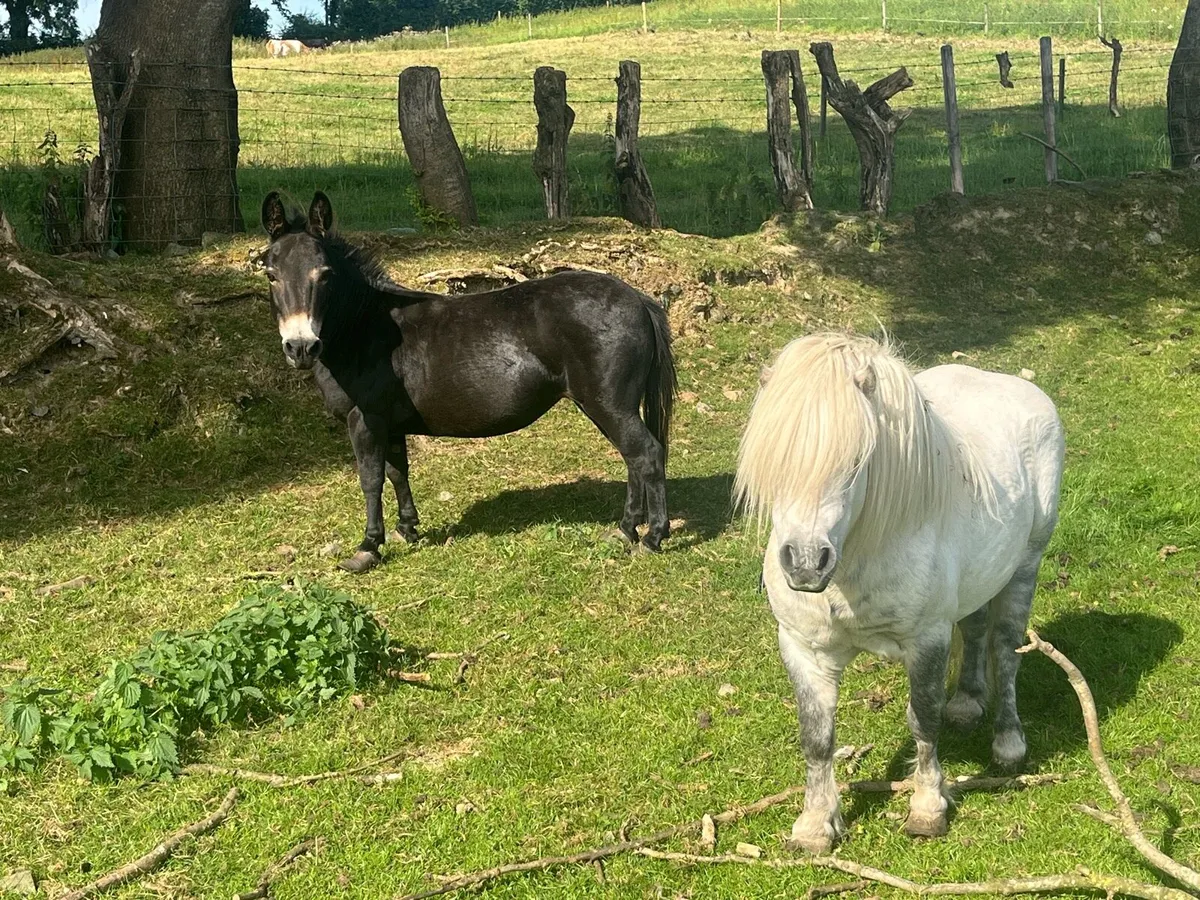 Donkey and pony for sale - Image 1
