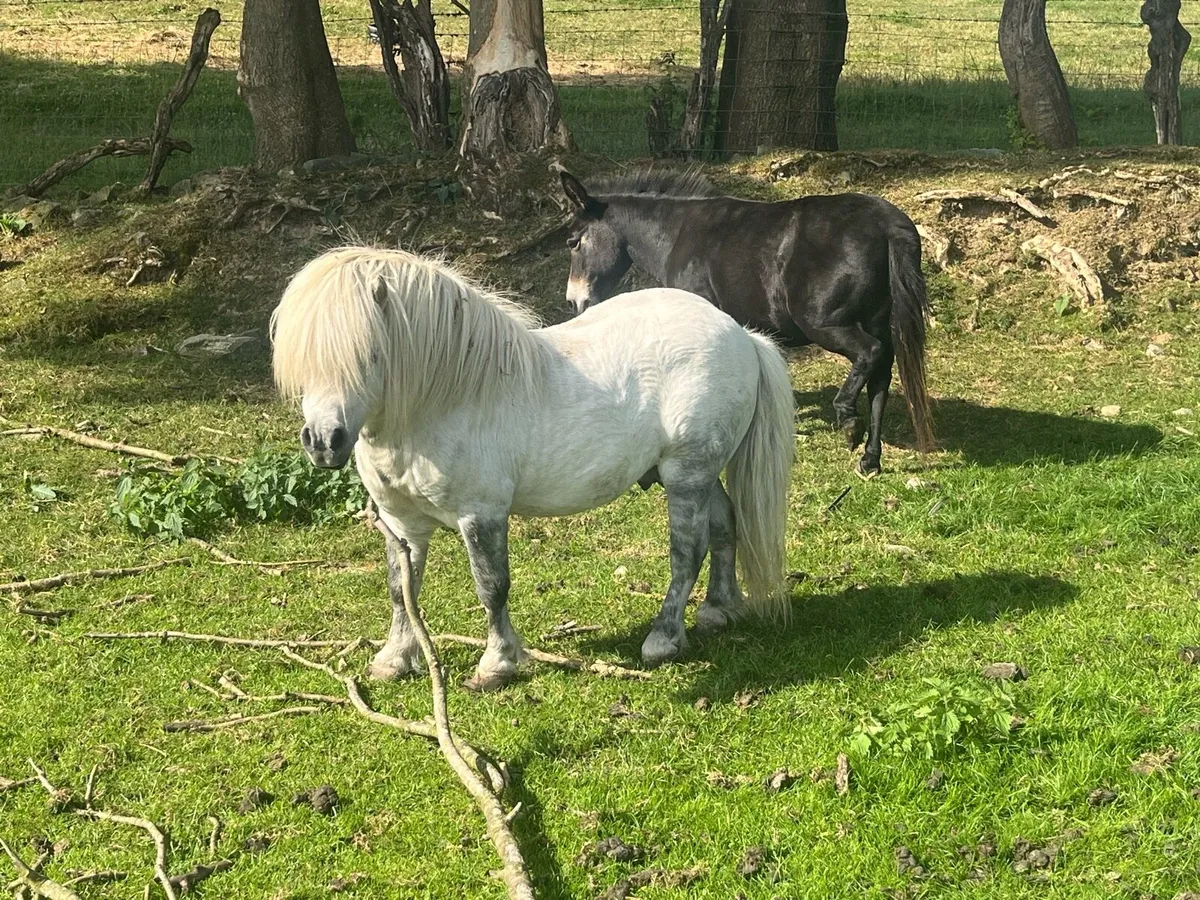 Donkey and pony for sale - Image 2