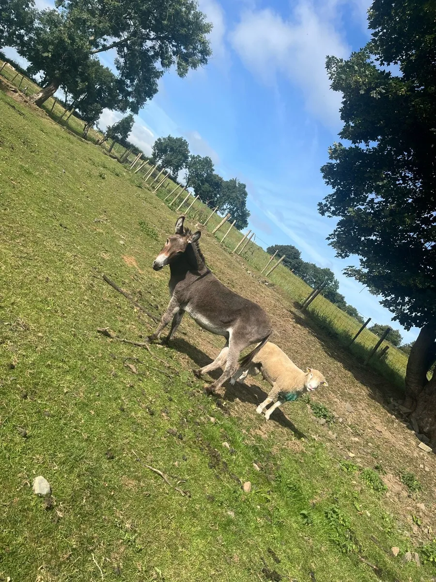 Donkey and pony for sale - Image 3