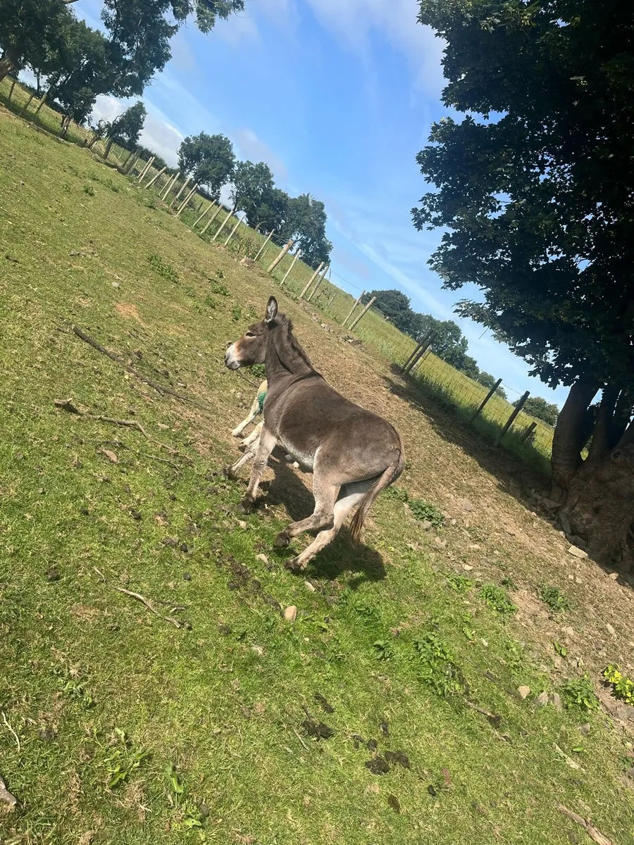 Donkey and pony for sale - Image 4