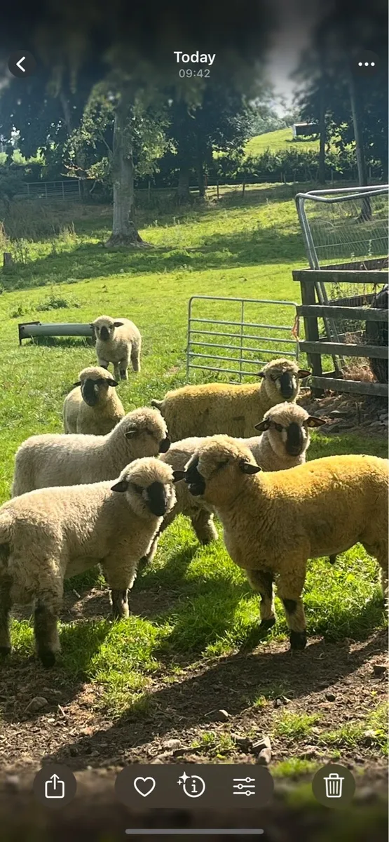 Pedigree Hampshire down ram lambs - Image 2