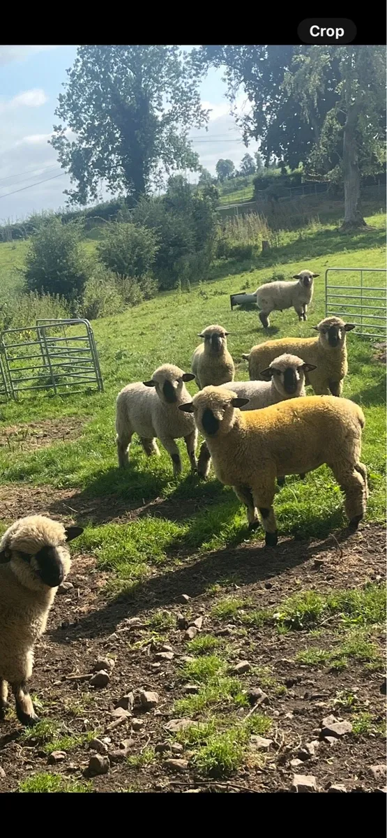 Pedigree Hampshire down ram lambs - Image 3