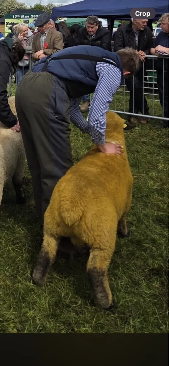 Pedigree Hampshire down ram lambs - Image 1