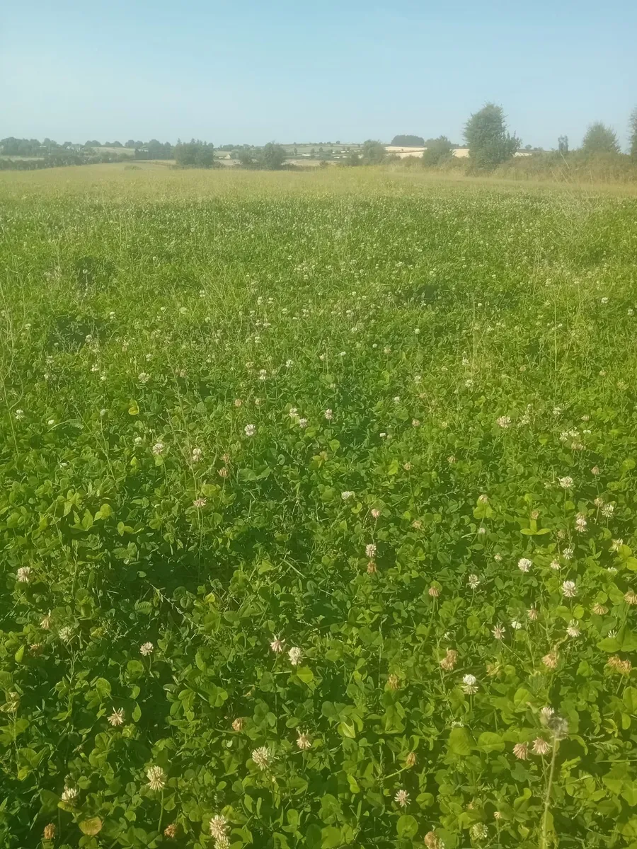 Grass for mowing