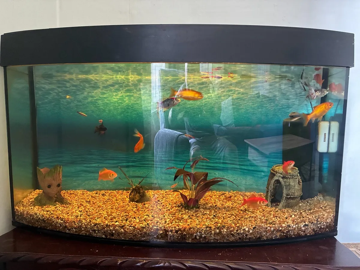 Aquarium - Image 1