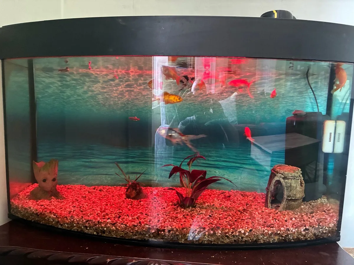 Aquarium - Image 2