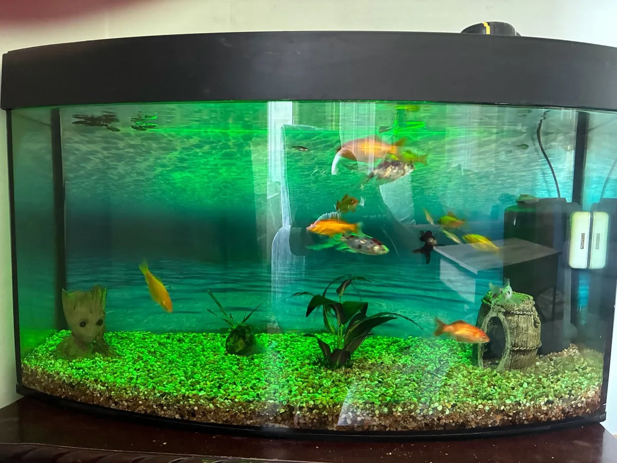 Aquarium - Image 3