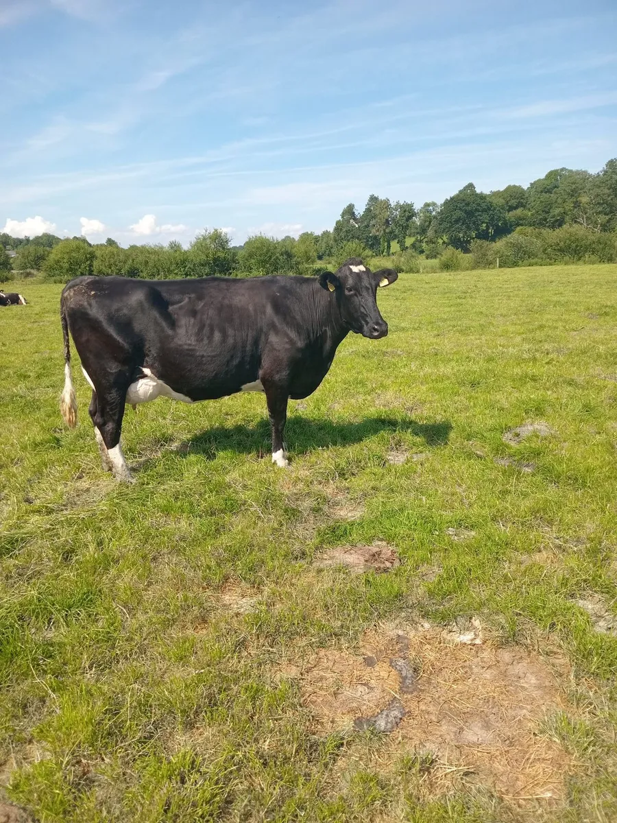 Fr cow