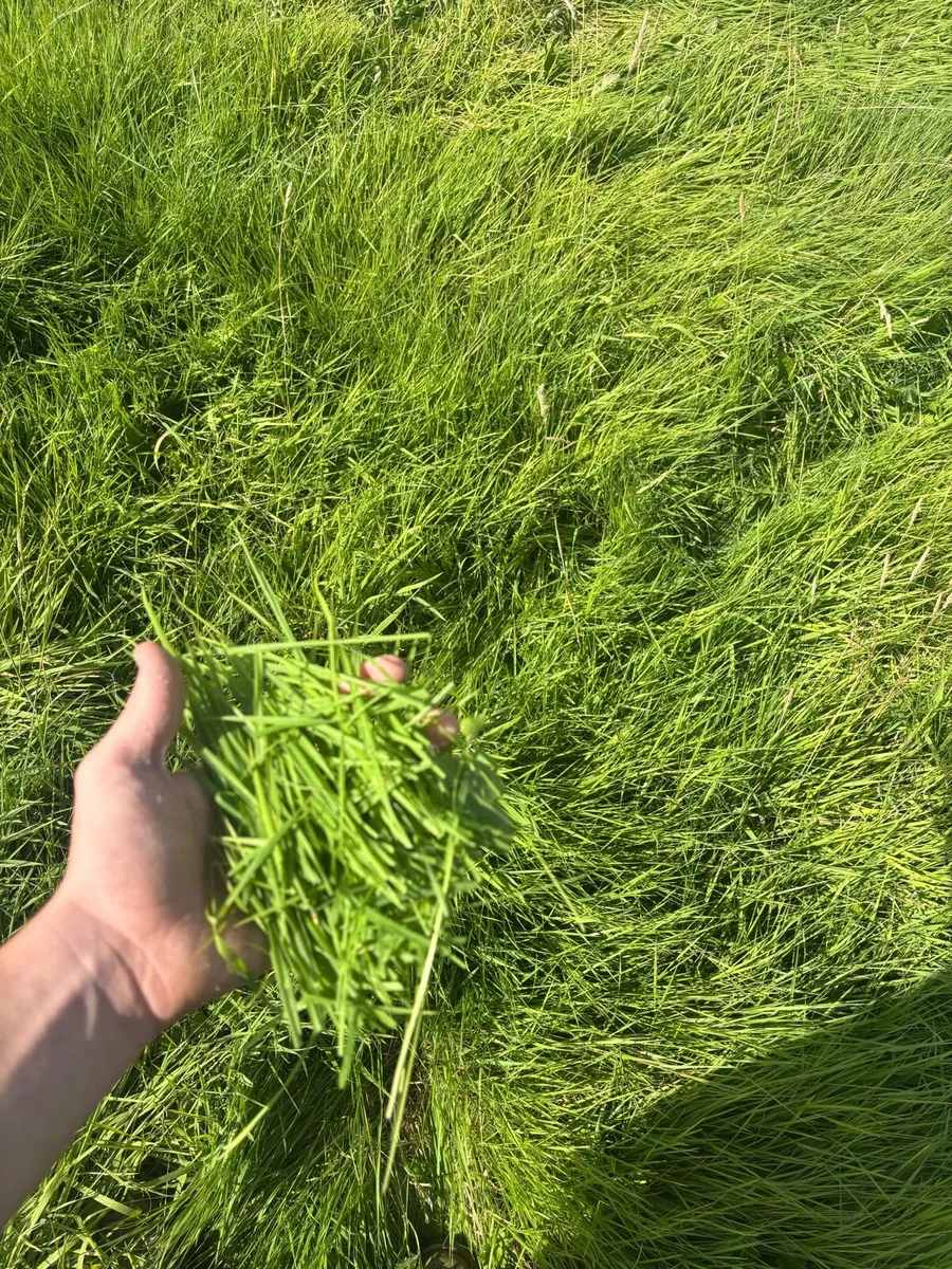 Good Quality Grass for zero grazing - Image 1